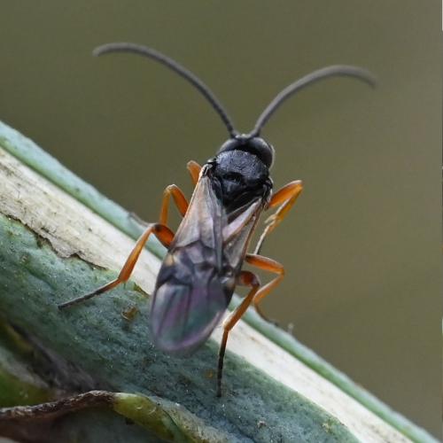 Réf. 348 755 : Microplitis sp.